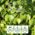 thumbnail image 2 of Organic Way Birch Leaf Whole (Betula Pendula) | Herbal Tea European Wild-Harvest | Organic & Kosher Certified | Raw, Vegan, Non GMO & Gluten Free | USDA Certified | Origin - Albania (1 lbs / 16 oz), 2 of 6