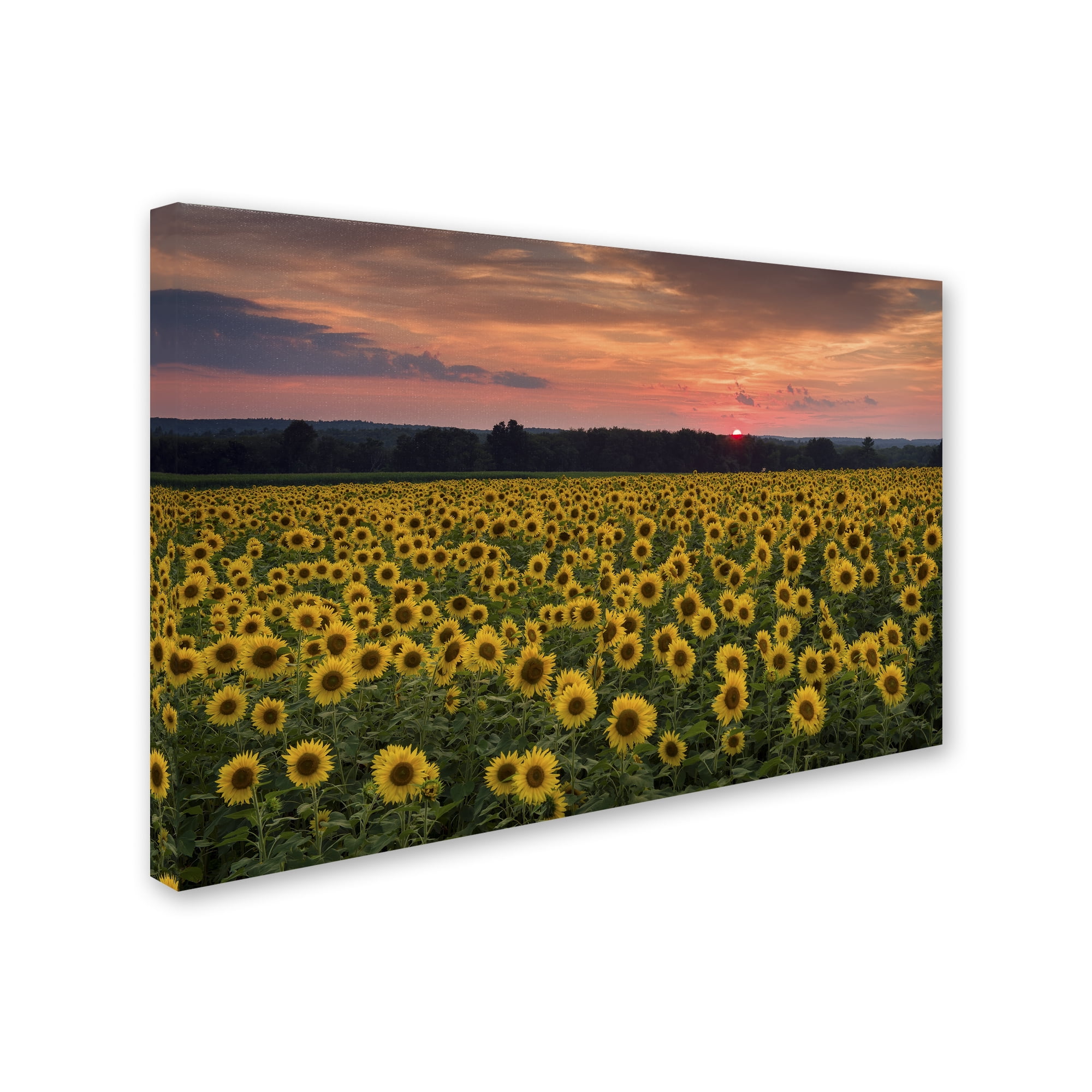 Trademark Fine Art "Sunflower Taps" Canvas Art by Michael Blanchette Photography