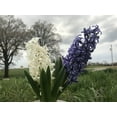 thumbnail image 2 of 5 Hyacinth Delft Blue Mixture - Hyacinth Orientalis, 2 of 4