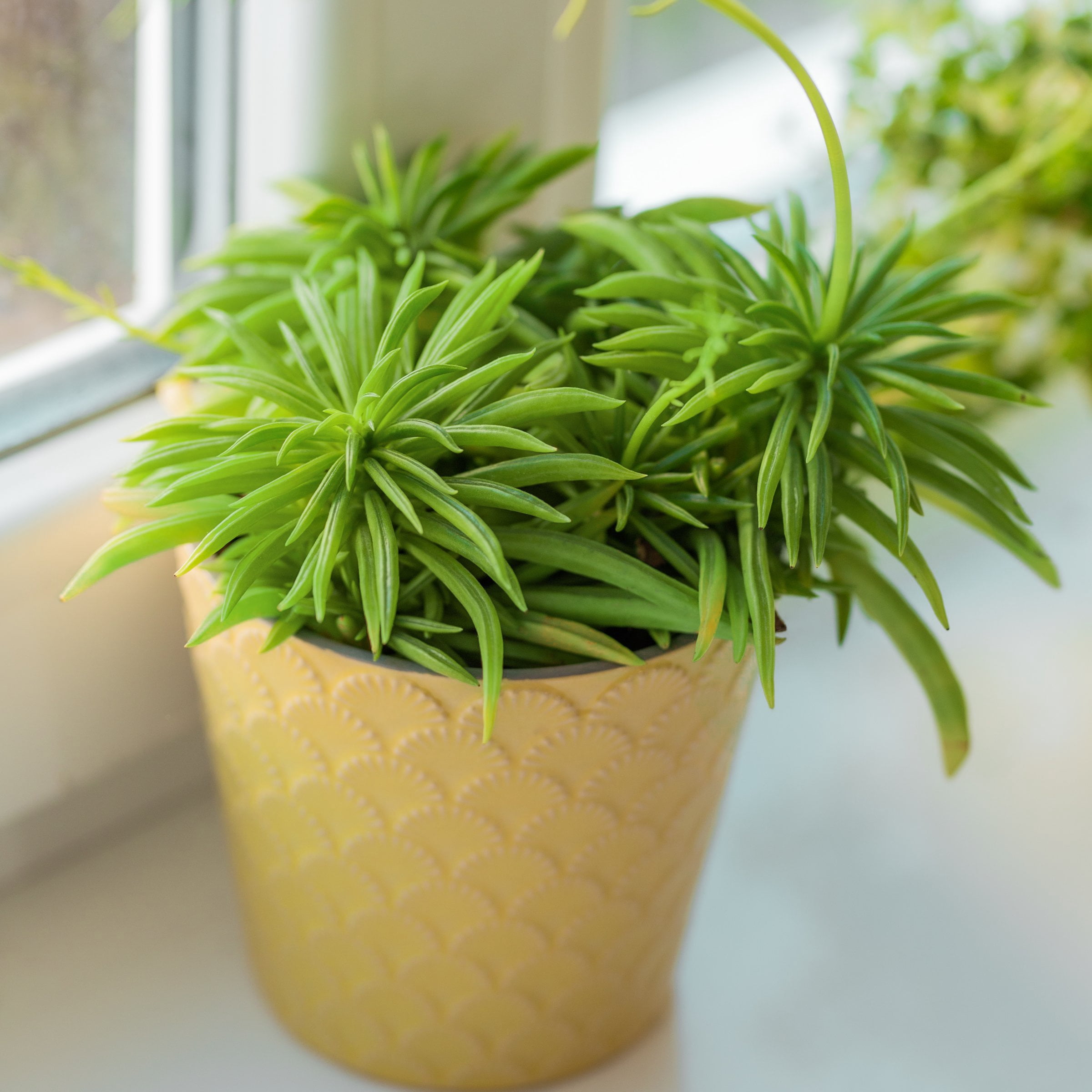 4 in. Peperomia Nevada Happy Bean Plant in Grower Container