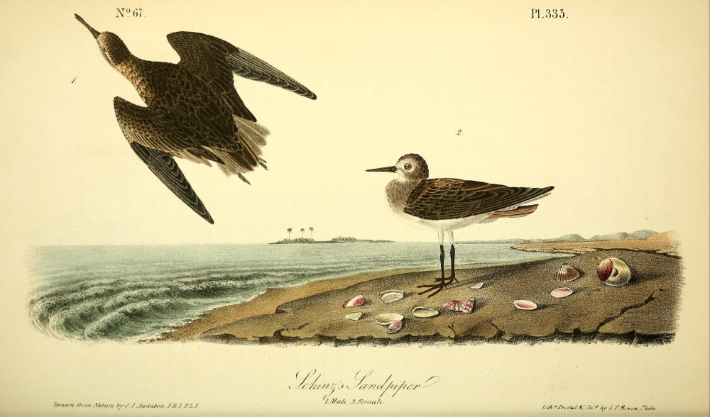 Birds Of America 18