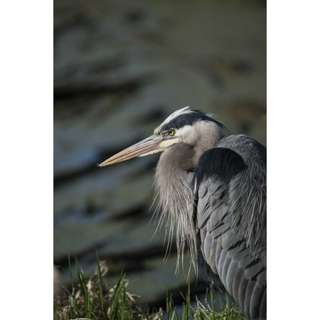 A Great Blue Heron waits patiently for a fish to swim into range Ridgefield Washington United States of America Poster Print by Robert L Potts  Design