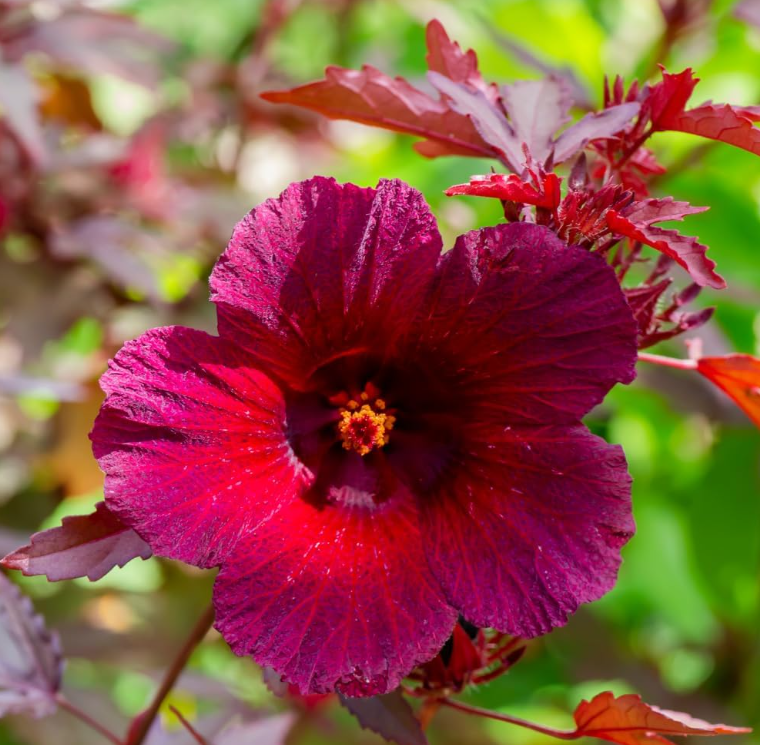 Set 2 Cranberry Hibiscus Live Plant, Hardy Red Hibiscus Flowering Starter Plant for Garden or Containers, 4–7 Inch Tall