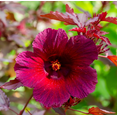 thumbnail image 6 of Set 2 Cranberry Hibiscus Live Plant, Hardy Red Hibiscus Flowering Starter Plant for Garden or Containers, 4–7 Inch Tall, 6 of 11
