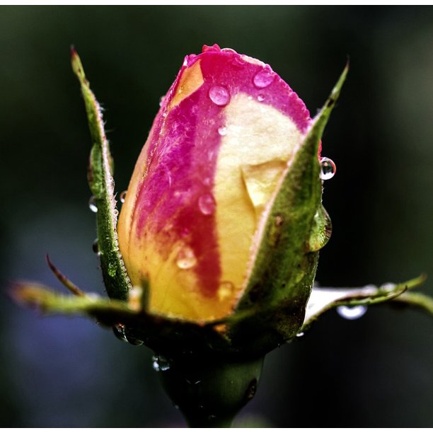 Bud Close Blossom Rose Bloom Bloom Rose Flower-12 Inch BY ...