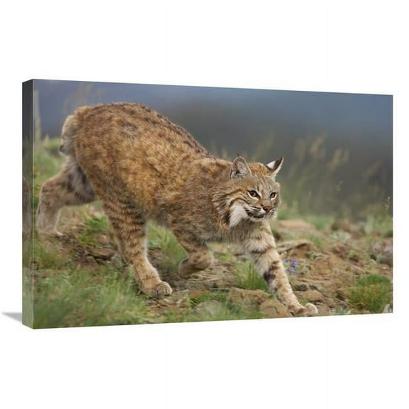 Global Gallery  Bobcat Stalking - North America Art Print - Tim Fitzharris