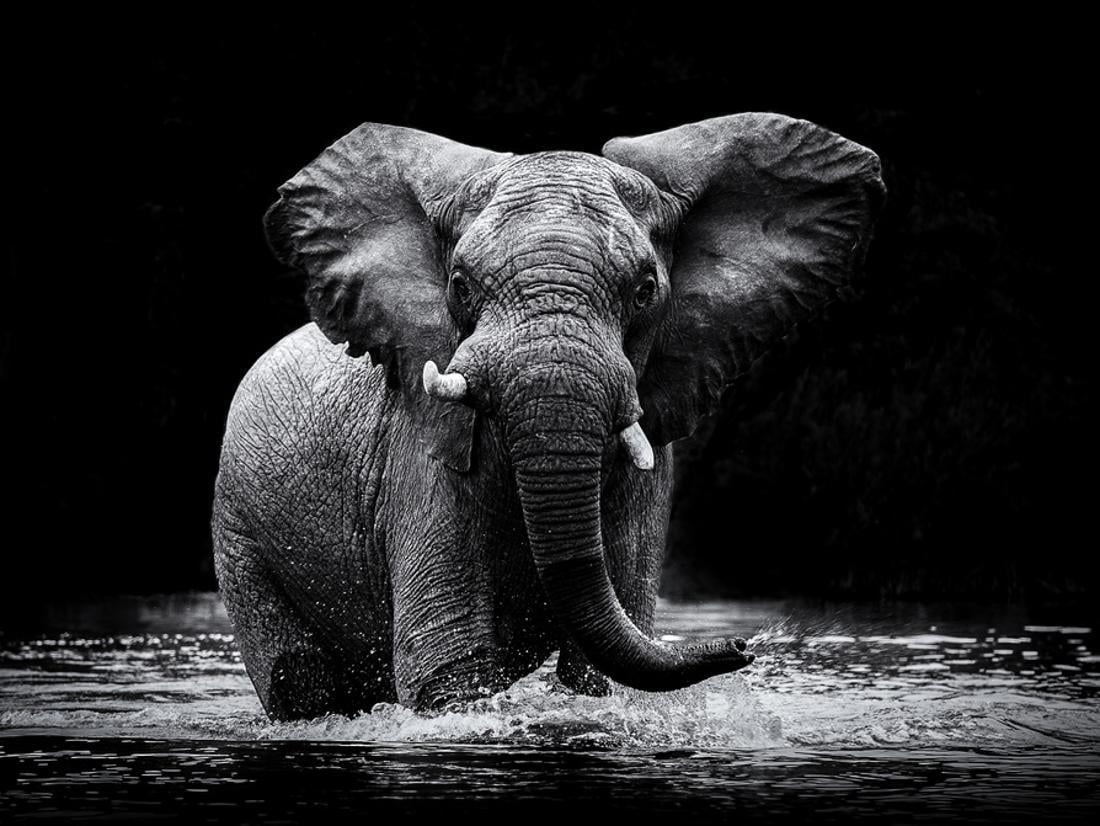 Power 1 Elephant Black and White Photo Print Wall Art By Gorazd Golob