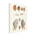 thumbnail image 2 of Vision Studio 'Shell Collection II' Canvas Art, 2 of 3