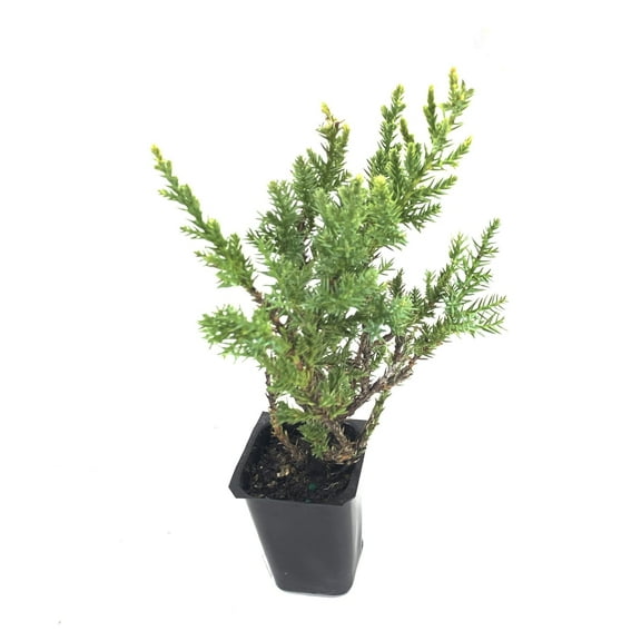 Kallay Juniper - 30 Live Plants - Drought Tolerant Cold Hardy Evergreen Ground Cover
