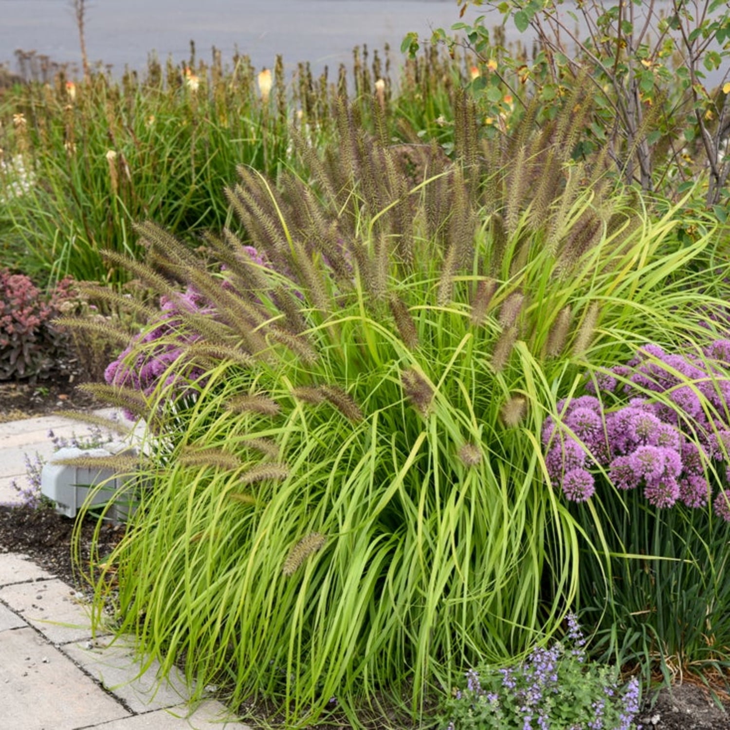 Proven Winners 6" Yellow Prairie Winds 'Lemon Squeeze' Fountain Grass Live Plant in 6.5" Pot