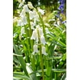 10 WOOD HYACINTH Mixed Colors English Woodland Spanish Bluebell Scilla