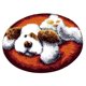 thumbnail image 5 of 3 juegos de kits de ganchos de pestillo para perros, gatos, gatos y perros para la fabricación de alfombras de cojines, con impreso, agujas de Baoblaze Kits de enganche de enganches de alfombras, 5 of 8