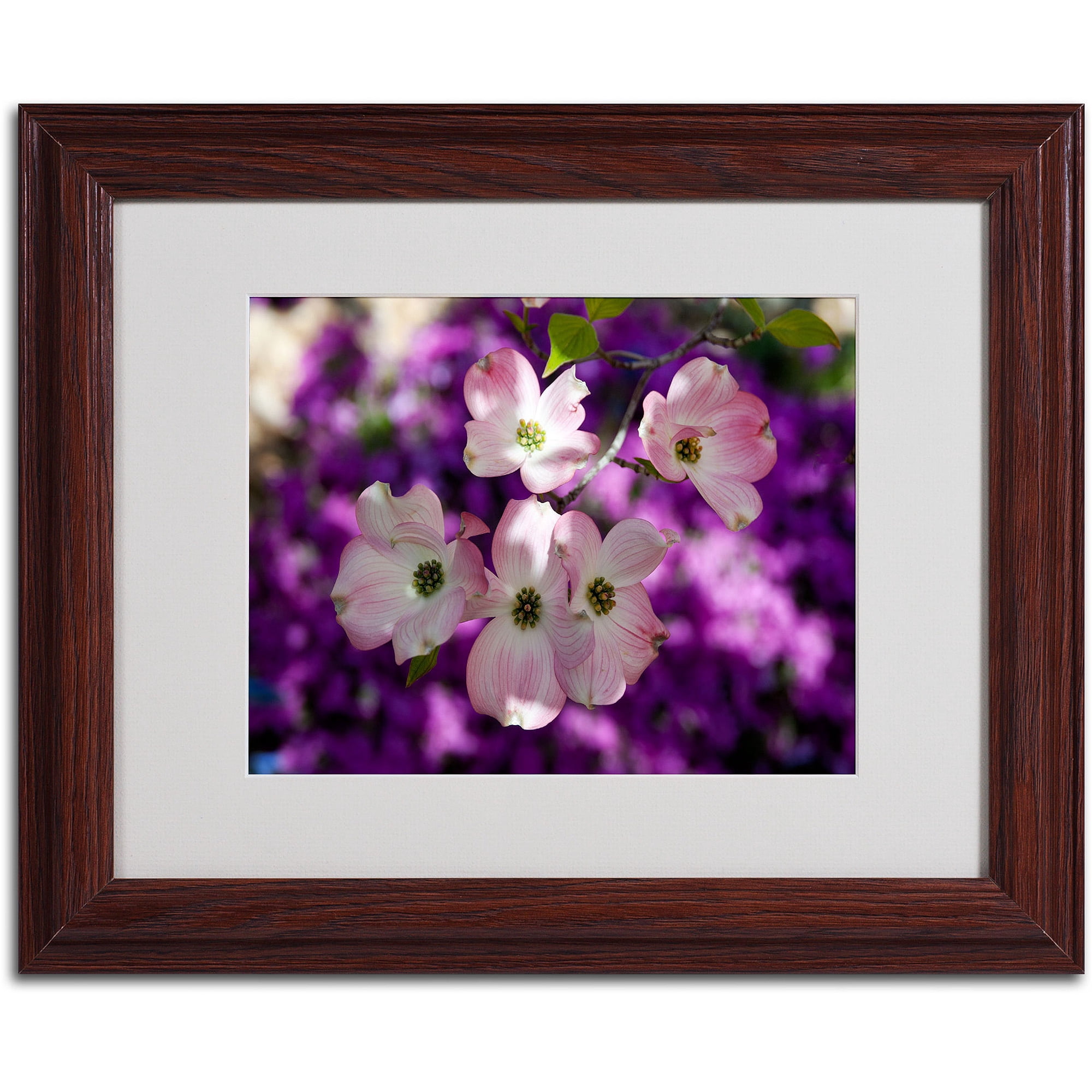 Trademark Fine Art "Pink Dogwood" by Kurt Shaffer, Wood Frame