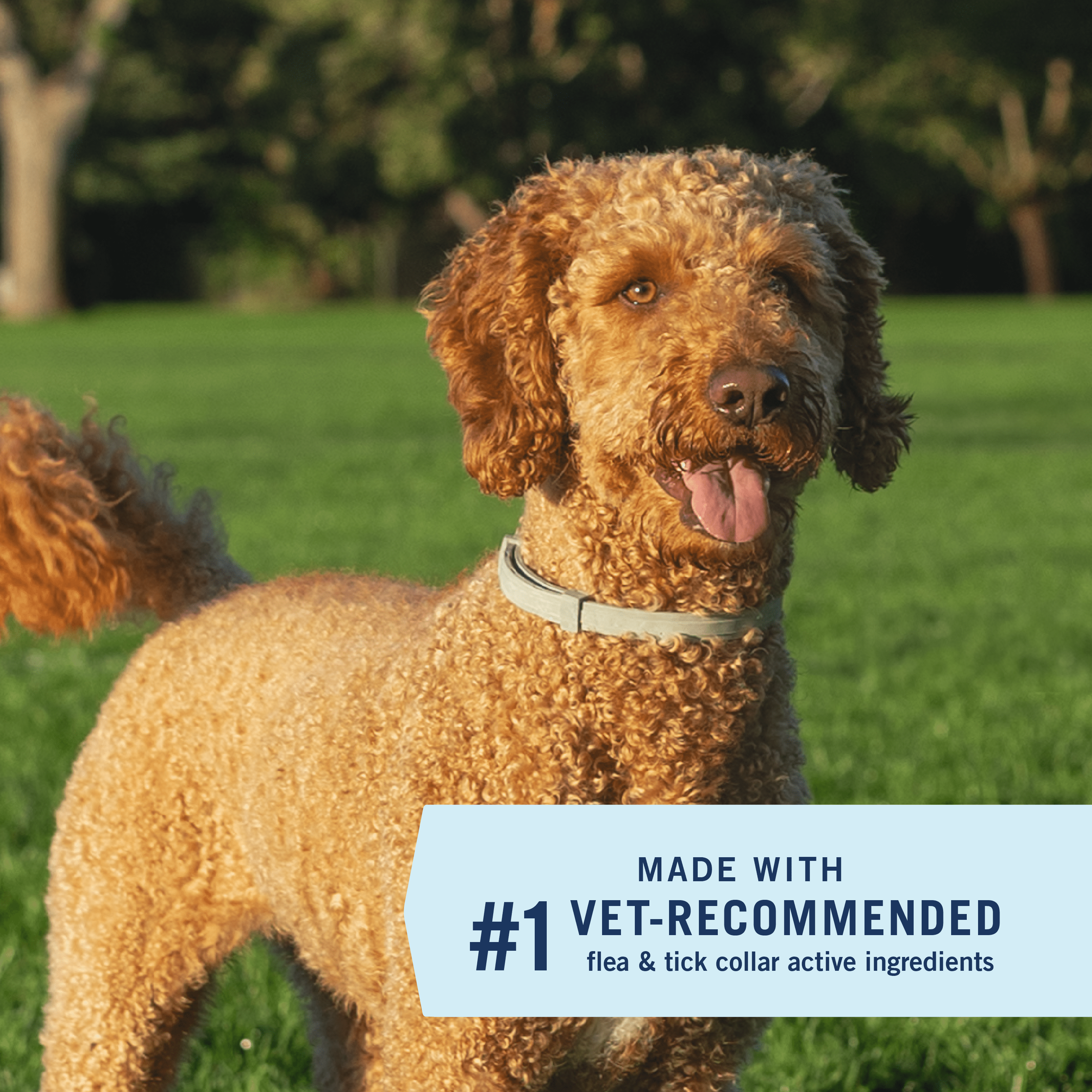 PetArmor Extend Flea & Tick Treatment & Prevention Collar for Small Dogs up to 18 lbs., 8 Months of Protection, Odorless & Non-Greasy, 1 Count