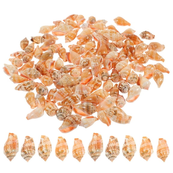 FUTUREORYY 100Pcs Assorted Color Diy Sea Shell Conch for Plant Decor Bulk Mini Seashells
