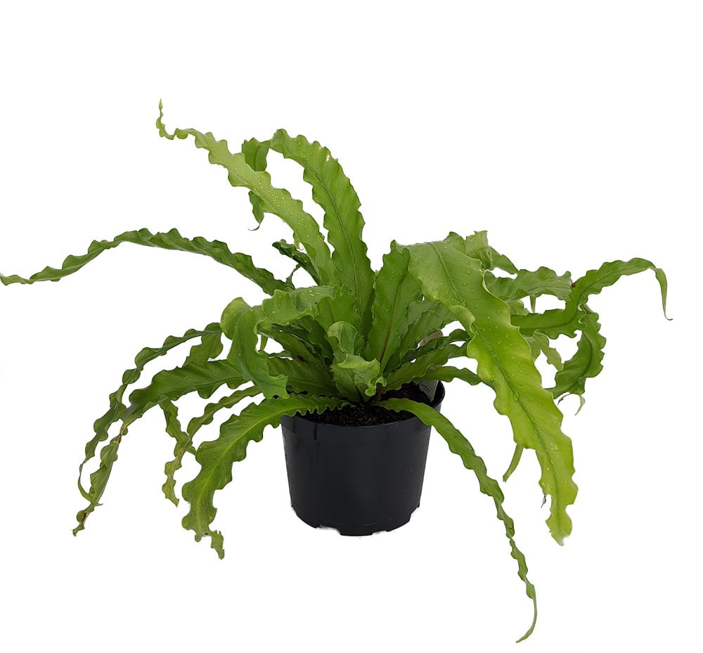 Victoria Bird's Nest Fern 6" Pot Asplenium Osaka Easy to Grow