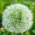 thumbnail image 2 of 3 "White Giant" Allium Bulbs for Planting. 4 Feet Tall Flowers with Giant White Bloom. Amazing, Must See, 2 of 2