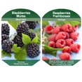 thumbnail image 1 of Bulbs are Easy Fruit Plant - Blackberry/Raspberry Assortment, 1 of 6