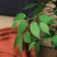 thumbnail image 3 of Colourtree 71 Inch Artificial Ficus Tree with Natural Wood Trunk, Silk Fake Ficus Tree in Plastic Nursery Pot, Faux Plant for Office Home, Indoor Outdoor Decor, 3 of 7