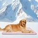 thumbnail image 4 of Almohadillas Para Gatos Almohadillas De Verano Almohadillas Para Perros Y Gatos Almohadillas Para Mascotas Almohadillas De Verano Almohadillas De Hielo Rascar Natural, 4 of 4