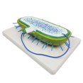thumbnail image 2 of Modelo de muestra de germen de ciencia y naturaleza de laboratorio biológico Ayudas didácticas para el aprendizaje estudiantes Hugo Enseñanza básica de muestras, 2 of 7