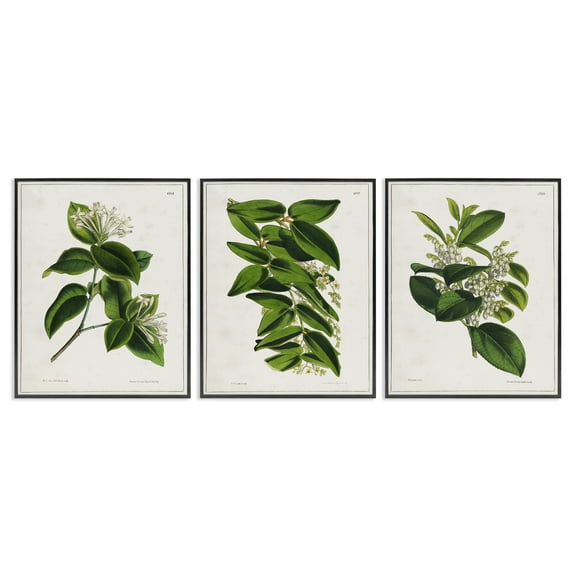 Stupell Industries Vintage Forest Flower Studies Plants & Flowers Painting Black Framed Art Print Wall Art, 11 x 14, Set of 3