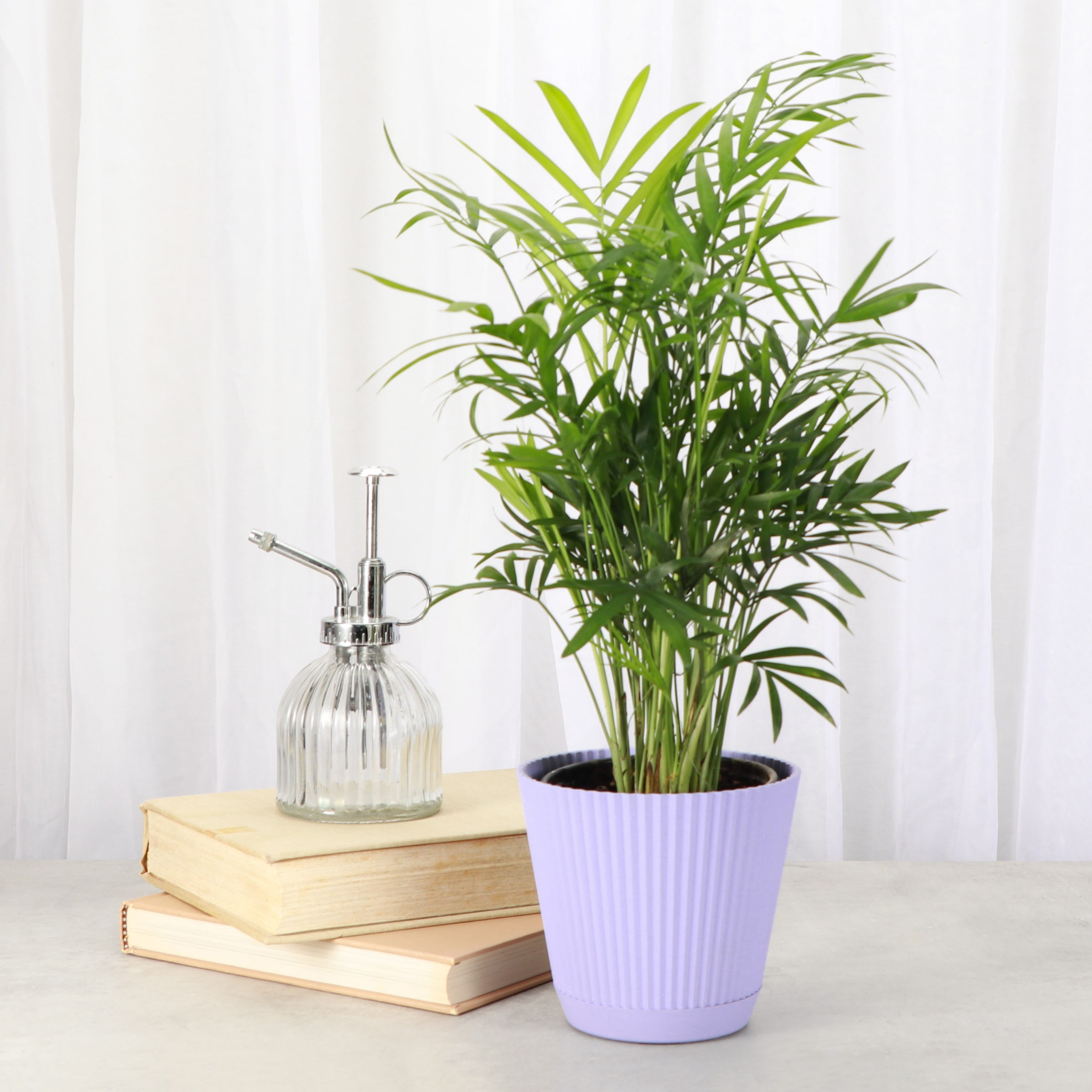 Live Parlor Palm Plant - Pet Safe - 4" Decorative Pot Cover - Thorsen's Greenhouse