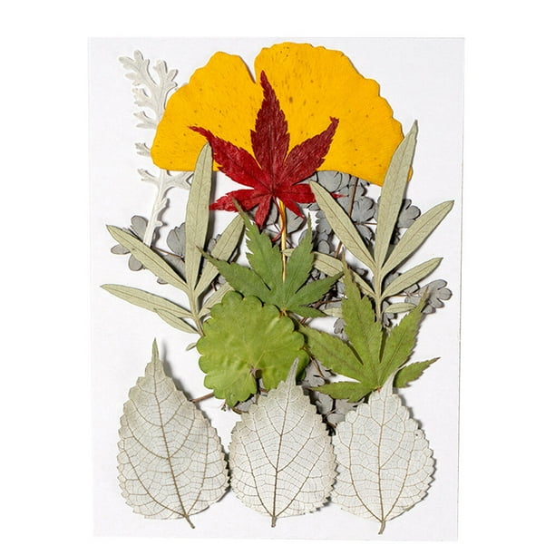 Monstrate Hoja seca natural Arte de bricolaje Planta en relieve Hojas prensadas Decoraciones Suministros decorativos para tarjetas de boda hoja verde 9 20piezas