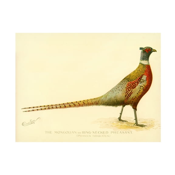 Print Collection 'The Mongolian or Ring Necked Pheasant' Canvas Art