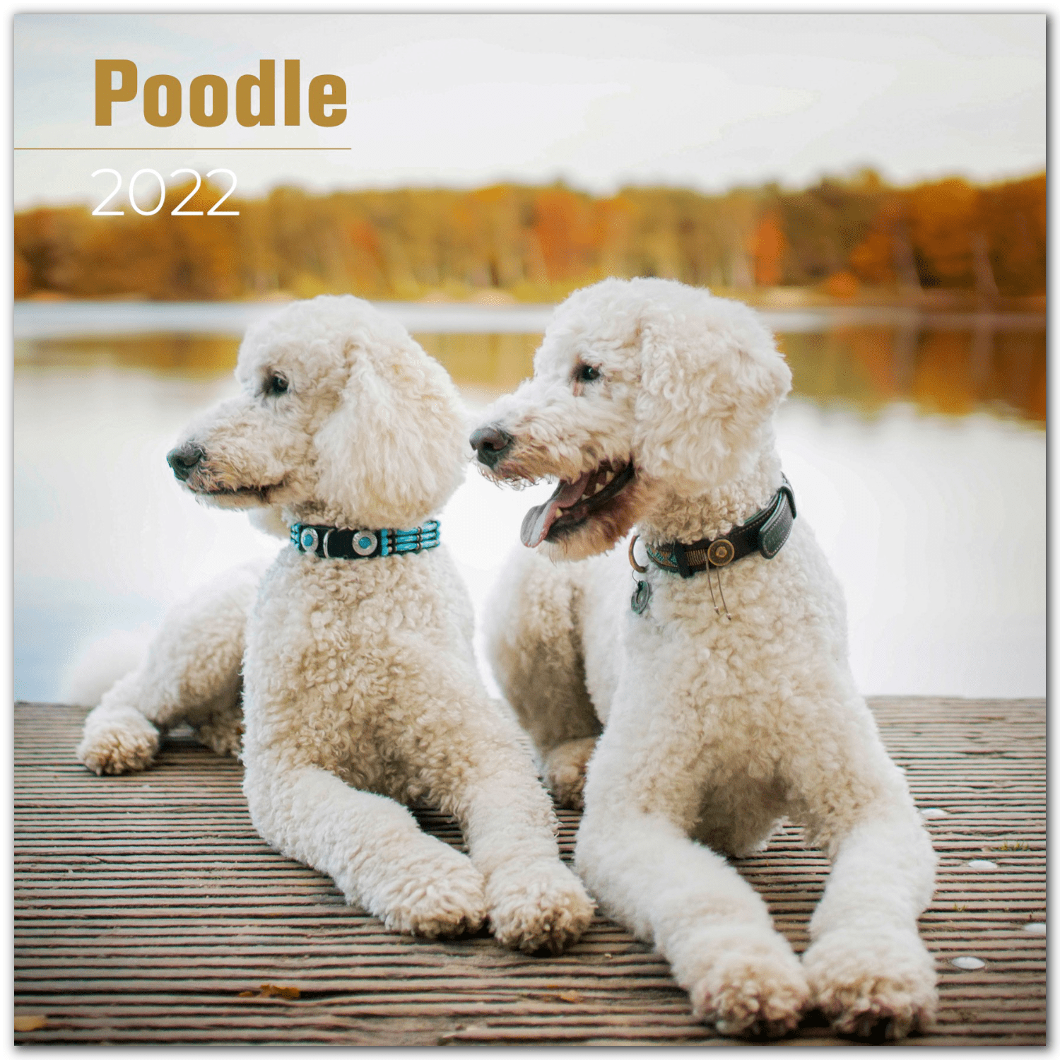 2021 Labradoodles Wall Calendar by Bright Day Cute Dog Puppy Labrador Poodle 12 x 12 Inch 