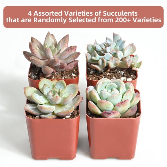 4-Pack Assorted 2” Live Succulents Assorted Varieties, Easy Care– Random Picks from 200 Varieties