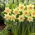 thumbnail image 2 of Tom Pouce Daffodil Flower Bulbs - 5 Bulbs per Pack - Pleasantly Scented - Deer Resistant - Good as Cut Flowers - Naturalizing - Easy to Grow Live Plants - Outdoor Garden, 2 of 5