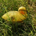 thumbnail image 3 of 6Pcs Pond Ducks Floating Baby Ducks Weatherproof Decorative Pond Garden Yellow 13x 8x 8cm, 3 of 8