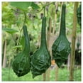 thumbnail image 3 of Everwilde Farms - 25 Caveman's Gourd Gourd Seeds - Gold Vault Seed Packet, 3 of 4