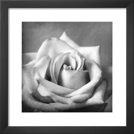 - White Rose II Framed Art Print Wall Art - 18x18