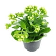 thumbnail image 3 of Kalanchoe blossfeldiana 'Calandiva White' (4.5" Minimalist Pot) - Houseplant Decoration, 3 of 4