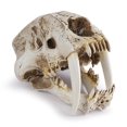 thumbnail image 4 of Injueey Cráneo de resina réplica realista Smilodon diente de sable tigre accesorios decorativos estilo gótico divertido regalo para fiesta de Decoración Injueey HA011084-00B, 4 of 6