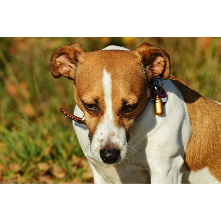 - Framed Art For Your Wall Dog Pet Cute Animal Snout Jack Russell Terrier 10x13 Frame