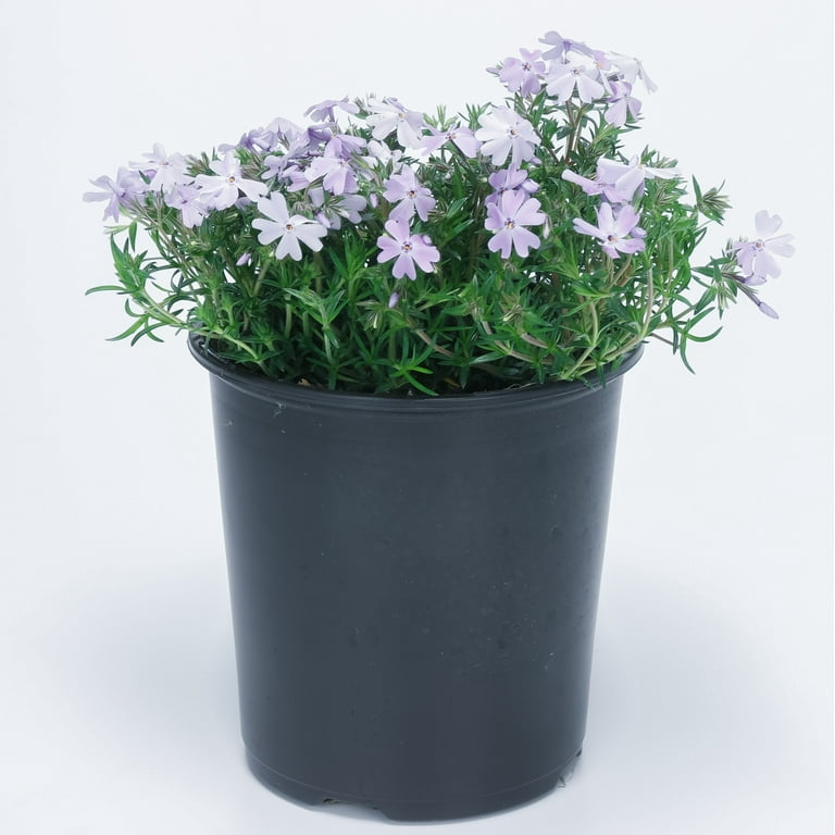 Expert Gardener 2.5 Quart Multicolor Creeping Phlox Perennial