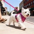 thumbnail image 3 of PayUSD Dog Harness with Leash Cat Harness No Pull Adjustable No Choke Pet Vest for Small Dogs Cats, 3 of 9