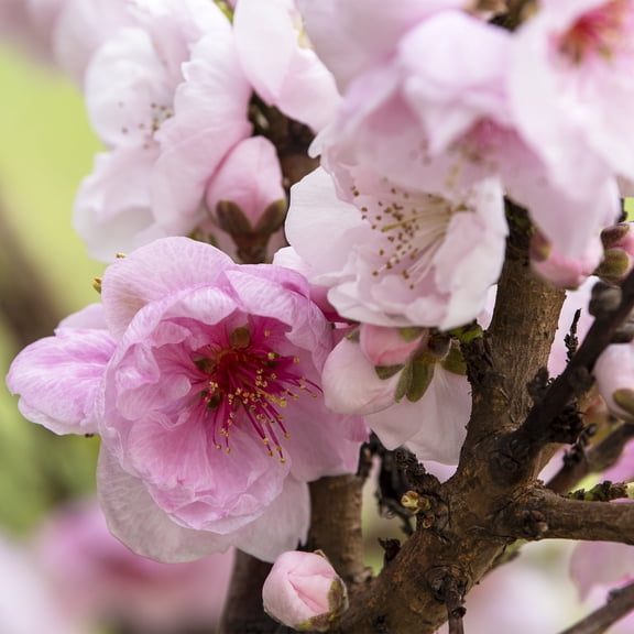 1 Gal. Pot, Pink Flowering Ornamental Almond Deciduous Shrub, One Plant per Offer