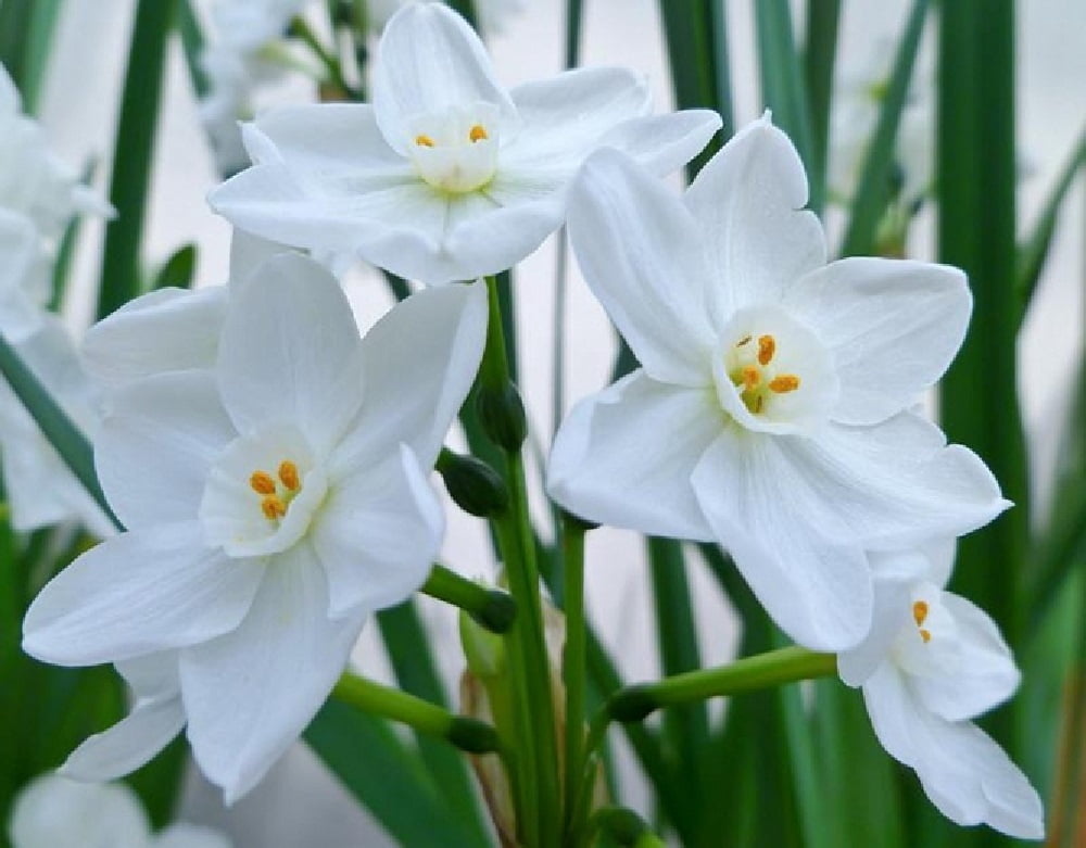 Inbal Paperwhites Narcissus 4 Bulbs Force Indoors 15/16cm Bulbs