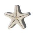 thumbnail image 1 of Piezas de Estrellas de mar Naturales CHEPIHG decorativas Micro paisajes 5-8 cm, 1 of 4