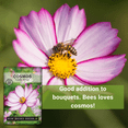 thumbnail image 5 of Candystripe Cosmos Seeds - Non GMO Heirloom Varieties for your Flower Garden - 2 Pack, 5 of 5