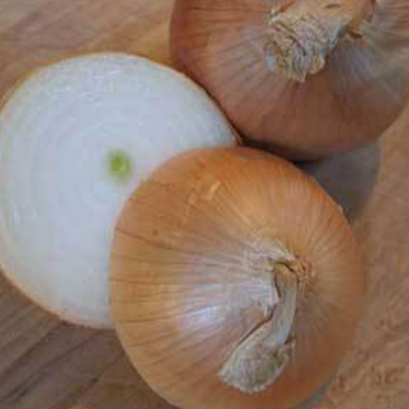 Organic Utah Yellow Sweet Spanish Onion Seed 2 Gram ~500 Seeds – Long Day, Non-GMO, Heirloom, Mild & Sweet – 110-115 Days – Open-Pollinated Bulbing Onion – Allium cepa – USDA Recommended