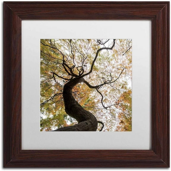 Trademark Fine Art "Under a Japanese Maple 2" Canvas Art by Kurt Shaffer, White Matte, Wood Frame
