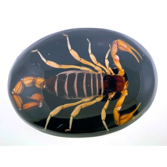 Scorpion Real Insect Belt Buckle Black Western Cowboy Rodeo Style Fashion Costume New Big Men Women