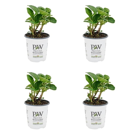 Proven Winners ColorChoice 5" Multicolor Wee Bit Giddy Bigleaf Hydrangea Live Plant in 4.5" Pot (4 Count)
