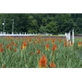 thumbnail image 6 of Better Homes & Gardens 2.5QT Pink Calla Lily Live Perennial Plant Sun, 6 of 6