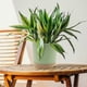 thumbnail image 4 of Set of 2 Plant Pots 16cm, Indoor Plant Pots with Drainage Holes and Removable Base, Modern Decorative Saucer for Outdoor Planters (Green 16cm), 4 of 5